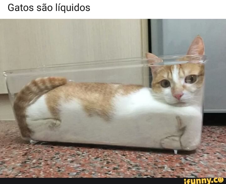 Gatos são líquidos