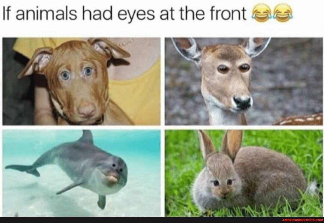 If animals had eyes at the front