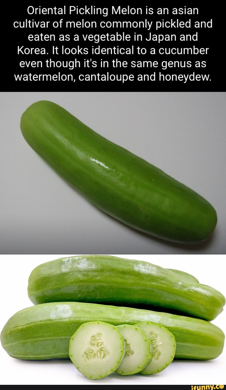 Oriental Pickling Melon is an asian cultivar of melon commonly pickled