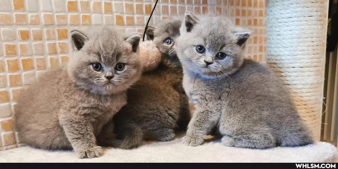 cats, pets, caturday