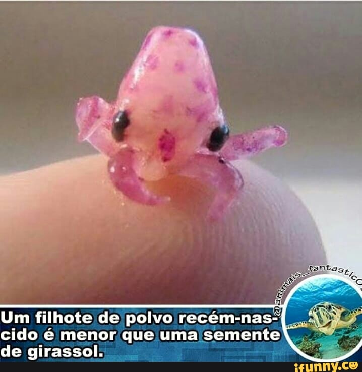 Um filhote de polvo recém-nas-
cido é menor que uma semente
de girassol.