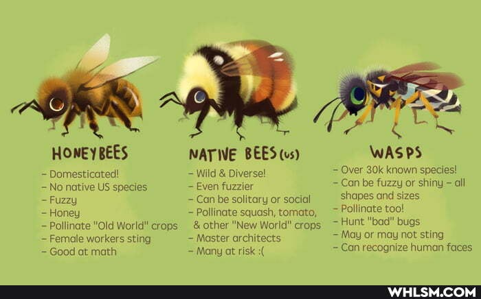 HONEY BEES NATE BEES (us) WASPS Domesticated! Wild & Diverse! Over ...