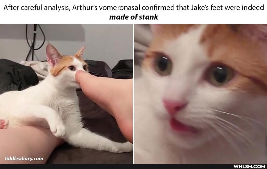 After careful analysis, Arthur's vomeronasal confirmed that Jake's feet were indeed
made of stank
tinttdlocdiaary cam