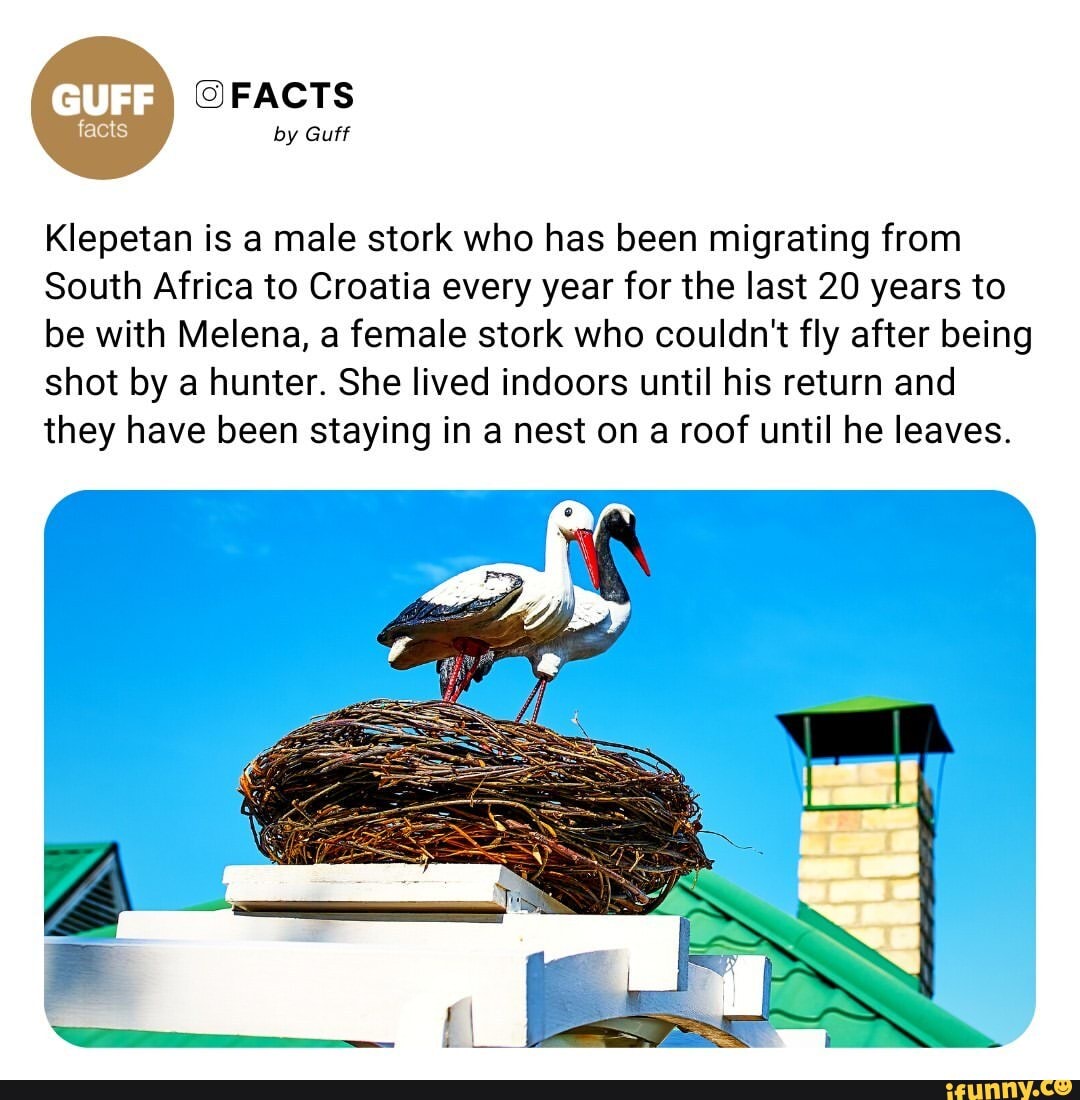 FACTS facts by Guff Klepetan is male stork who has been migrating from
