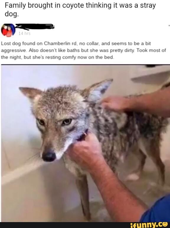 Family brought in coyote thinking it was a stray dog.
Lost dog found on Chamberlin rd, no collar, and seems to be a bit aggressive. Also doesn't like baths but she was pretty dirty Took most of the night, but she's resting comty now on the bed