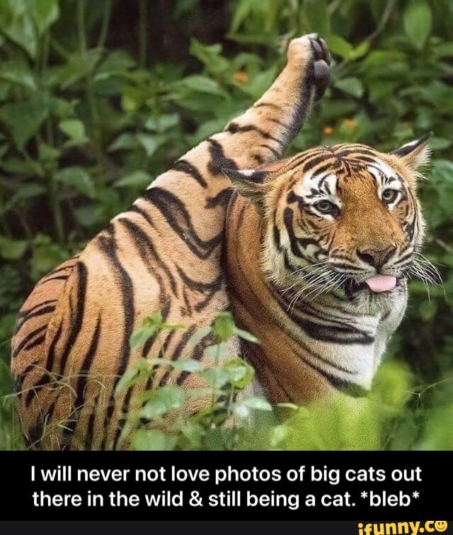 Bigcatsarestillcats memes. Best Collection of funny Bigcatsarestillcats ...