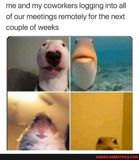 me and my coworkers logging into all of our meetings remotely for the next couple of weeks