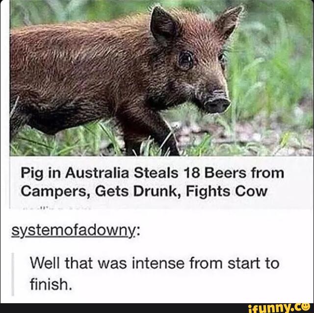 Pig in Australia Steals 18 Beers from Campers, Gets Drunk, Fights Cow §ystemofadowny_: Well that