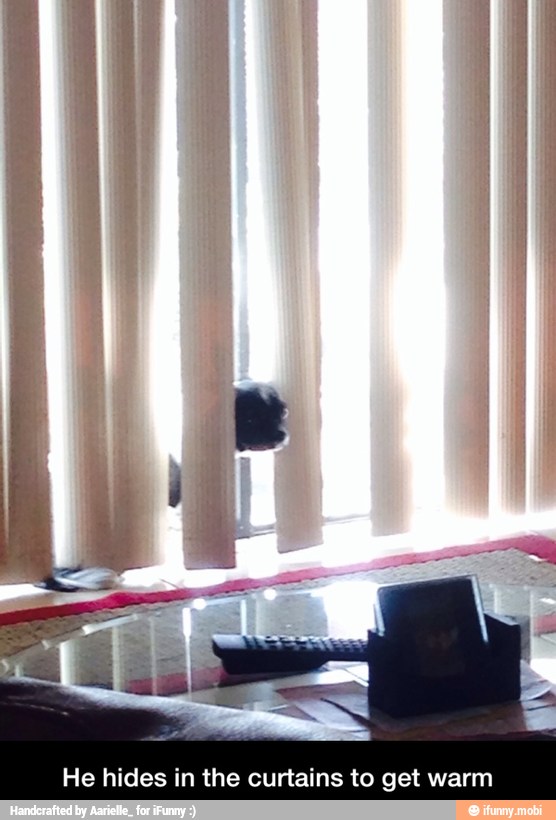 He hides in the curtains to get warm - He hides in the curtains to get warm