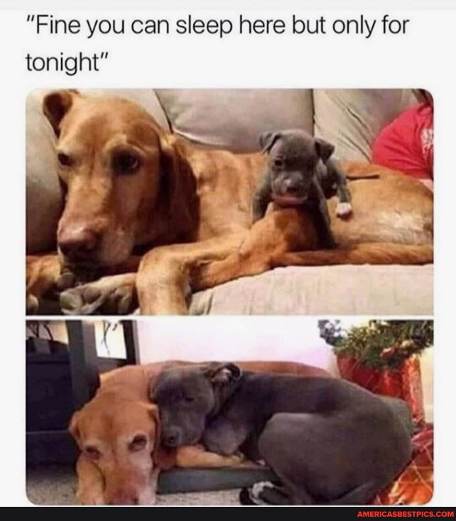 "Fine you can sleep here but only for tonight"
Pr Ns