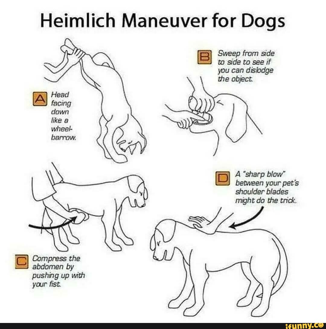 Heimlich Maneuver for Dogs Head down wheel barrow. Sweep from side to