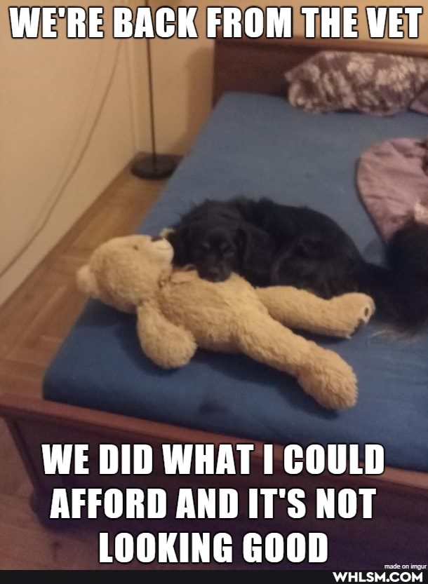 WE'RE BACK FROM THE VET
WE DID WHAT COULD
AFFORD AND IT'S NOT INNING eonn