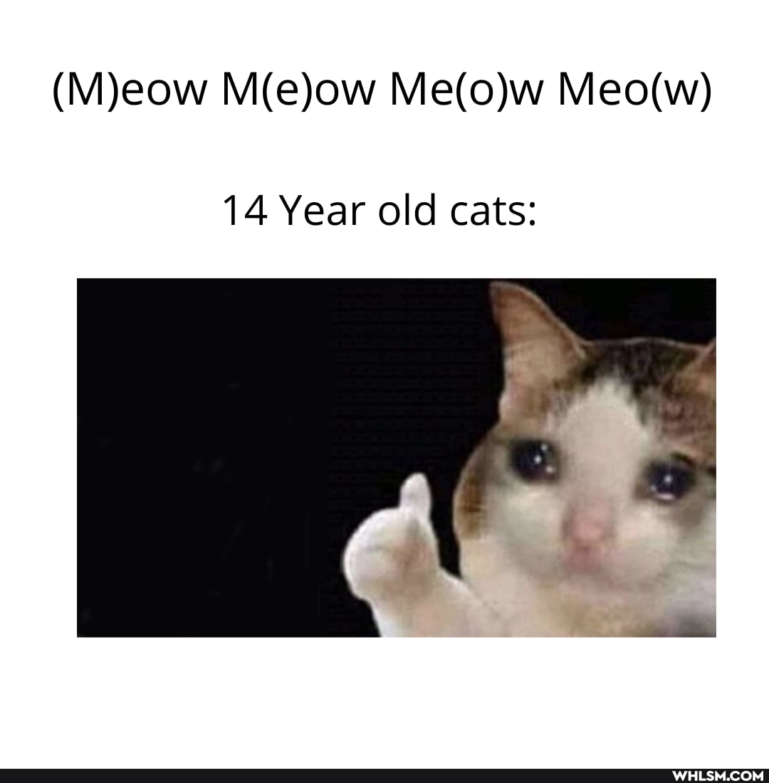 14 Year old cats: