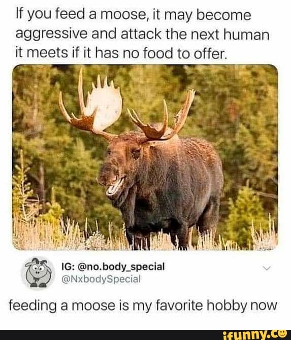 If you feed a moose, it may become aggressive and attack the next human ...