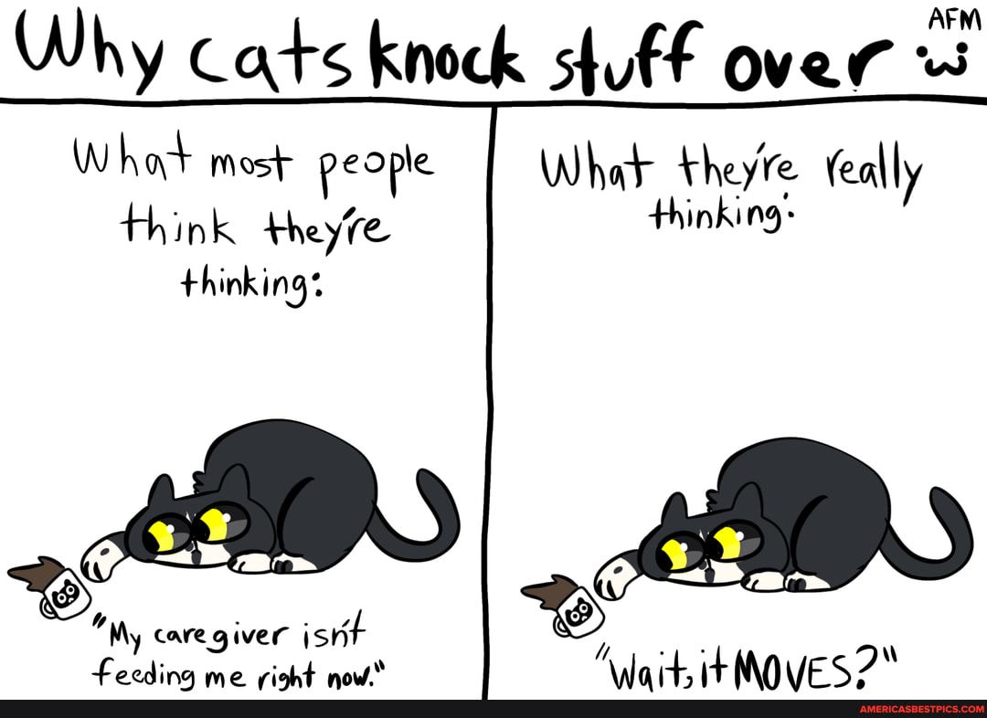 This cat in the drawing is my cat (Bluey, a female Domestic Shorthair