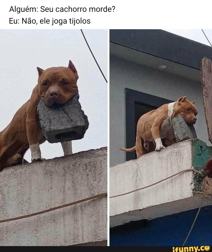 Alguém: Seu cachorro morde?
Eu: Não, ele joga tijolos
