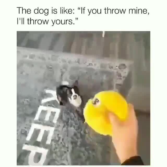 The dog is like: "If you throw mine,
I'll throw yours."
