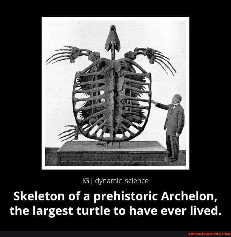 I I Dynamic Science Skeleton Of A Prehistoric Archelon The Largest Turtle To Have Ever Lived America S Best Pics And Videos