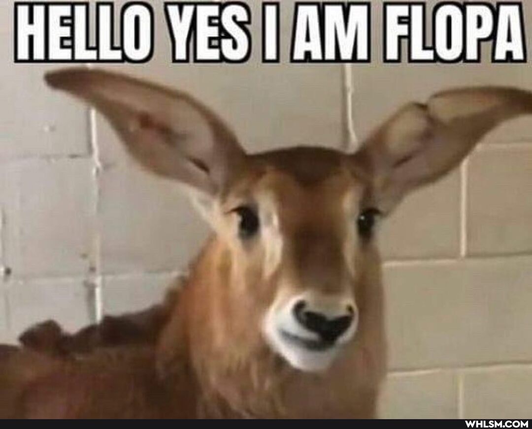 Floppa memes. Best Collection of funny Floppa pictures on iFunny