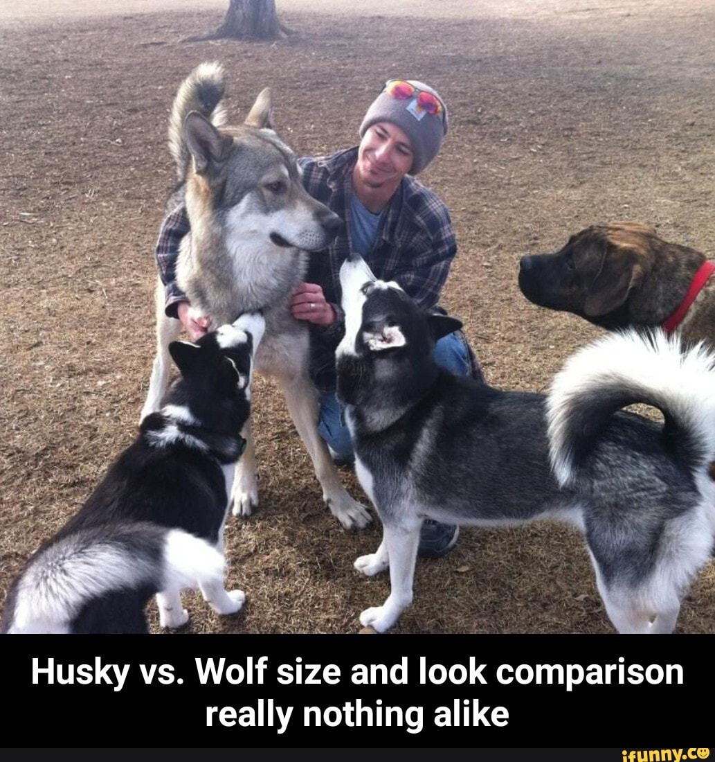 Размер хаски и волка