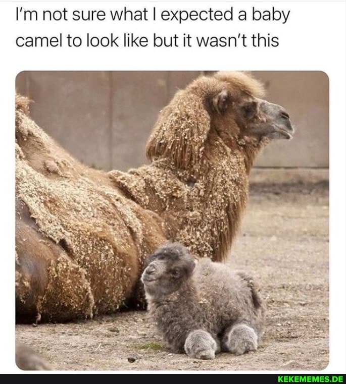 I'm not sure what I expected a baby camel to look like but it wasn't this