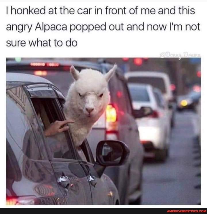I honked at the car in front of me and this angry Alpaca popped out and now I'm not sure what to do
Ww