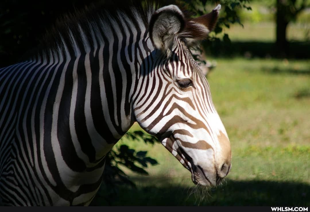 zebra, striped_pajamas