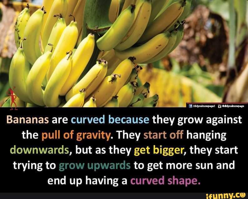 Bananas are curved because they grow against the pull of gravity. They
