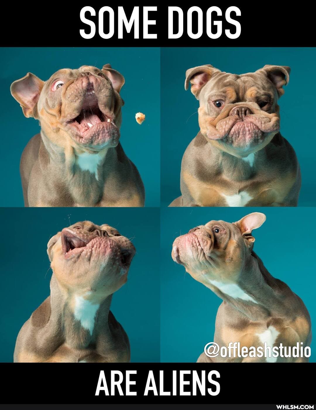 SOME DOGS
@offleashstudio
ARE ALIENS