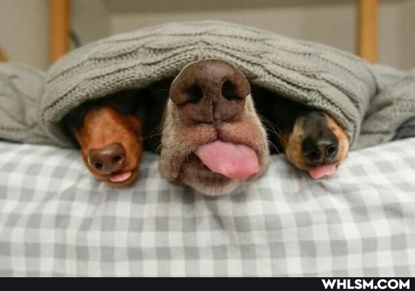 dogs, aww, the_more_you_know, cute_animal