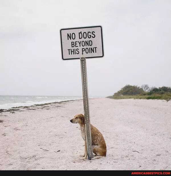 No BOGS BEYOND THIS