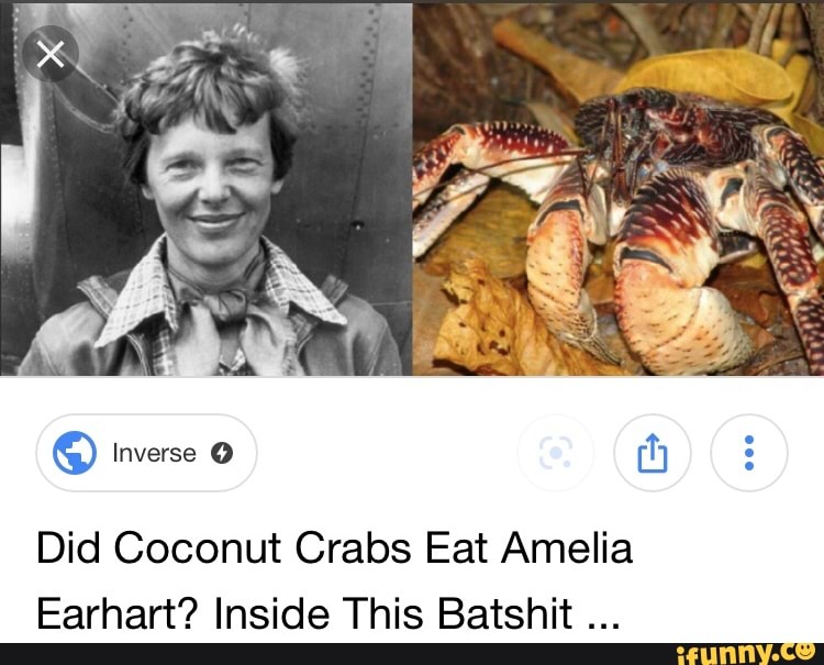 Did Coconut Crabs Eat Amelia Earhart? Inside This Batshit - iFunny
