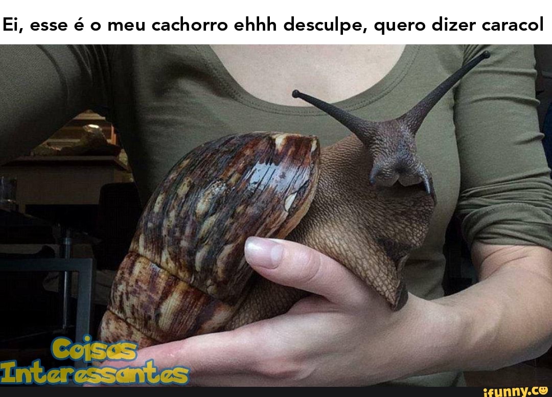 Ei, esse é o meu cachorro ehhh desculpe, quero dizer caracol