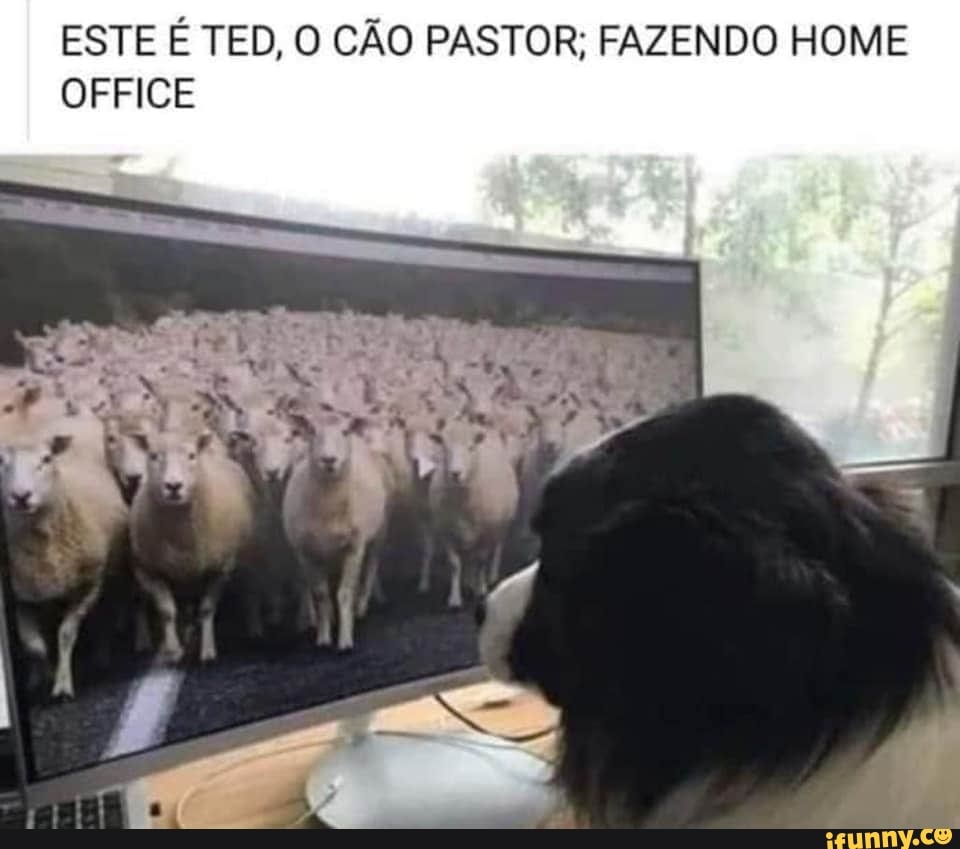 ESTE É TED, O CÃO PASTOR; FAZENDO HOME
OFFICE