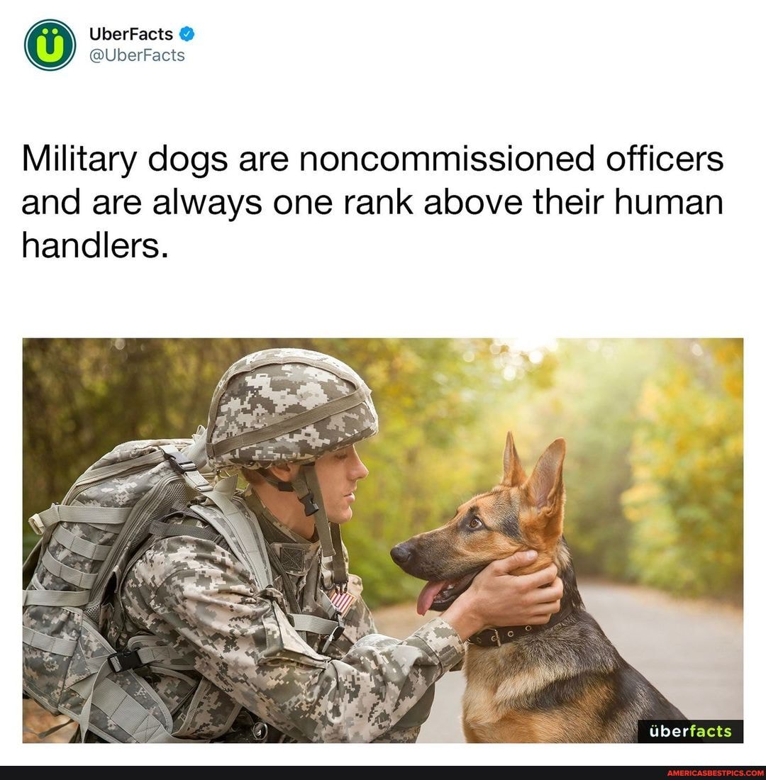 UberFacts @UberFacts Military dogs are noncommissioned officers and are ...