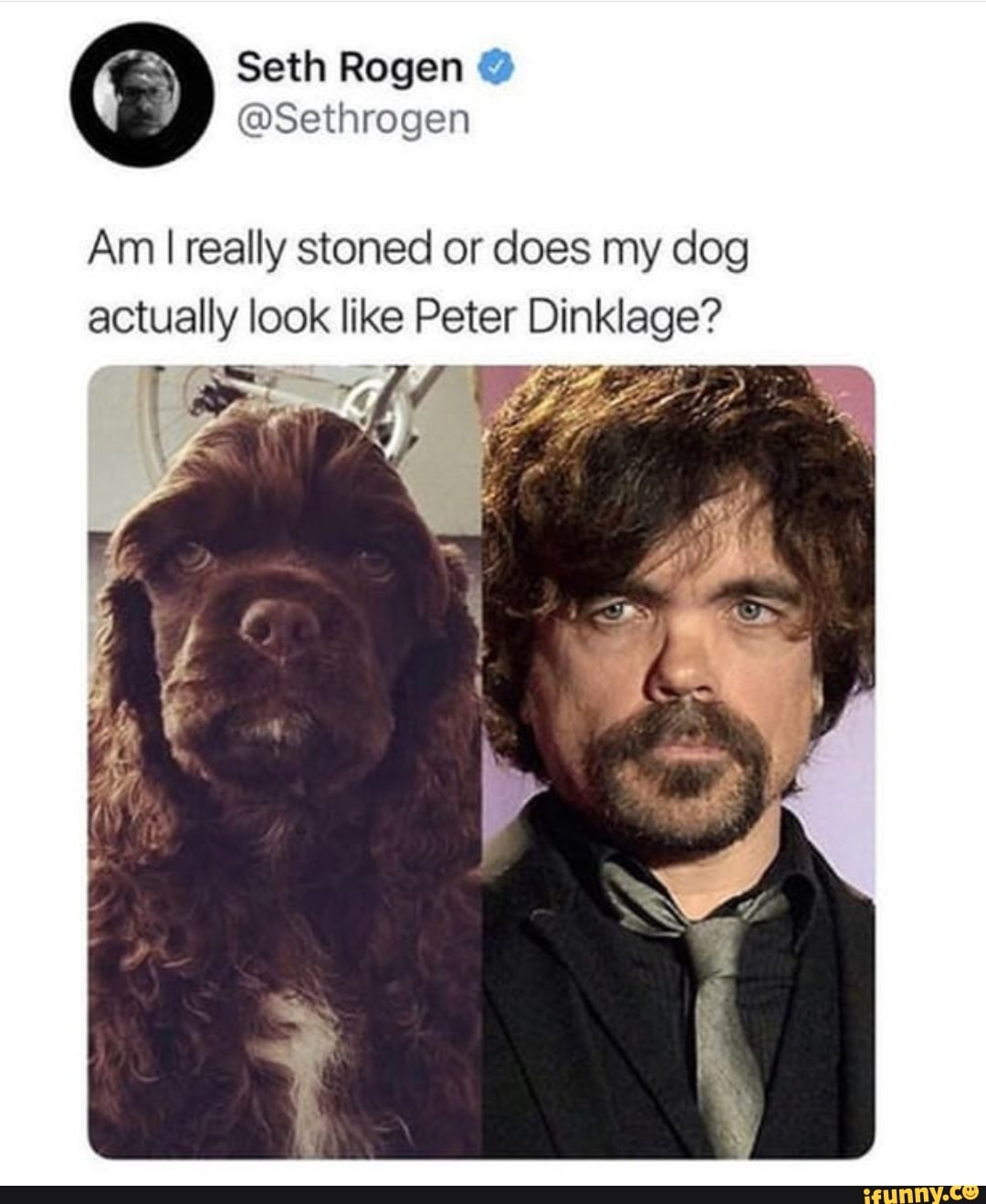 am-i-really-stoned-or-does-my-dog-actually-look-like-peter-prea-ifunny