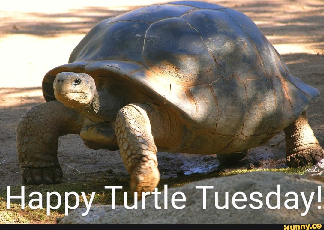 happy tuesday images funny