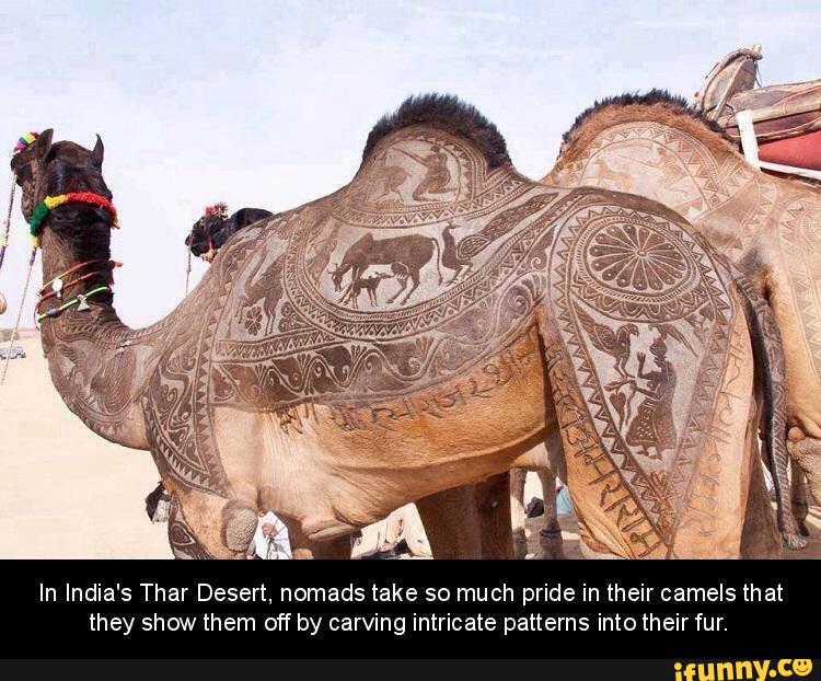 In India's Thar Desert, nomads take so much pride in their camels that...