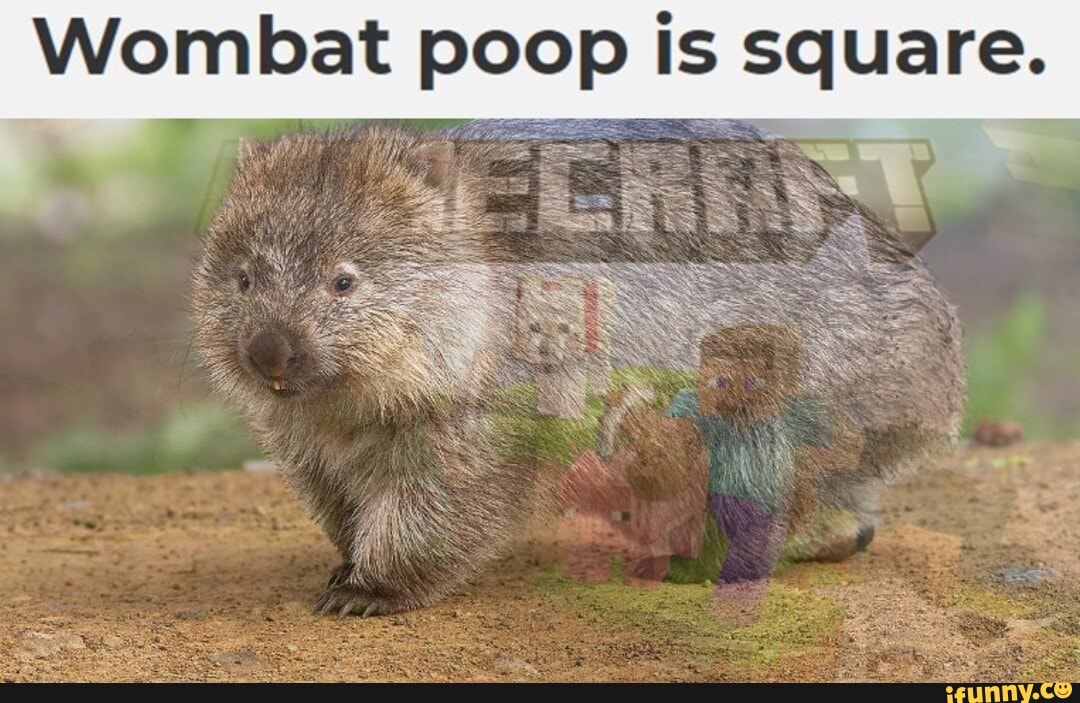 Wombat poop is square. iFunny