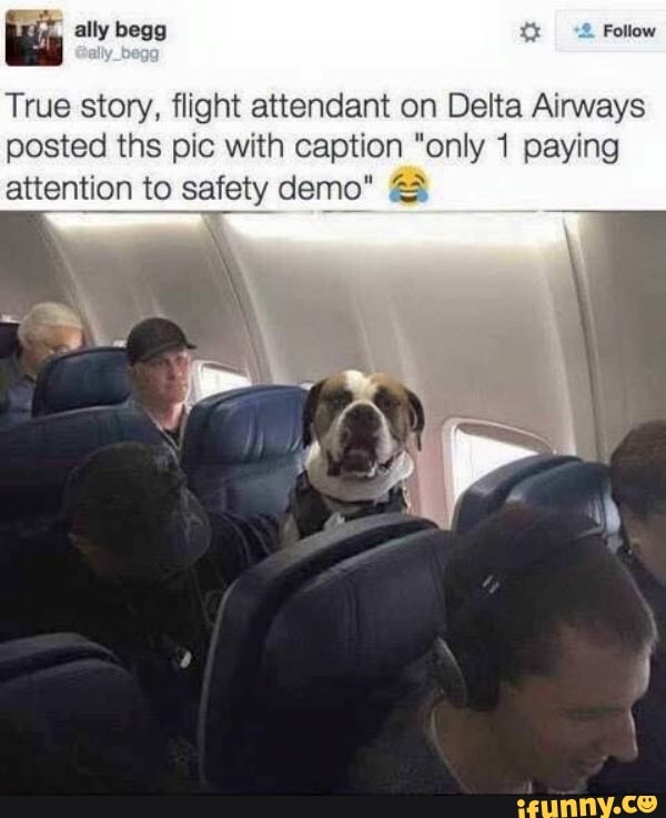 ally begg tr Follow
True story, flight attendant on Delta Airways posted ths pic with caption "only 1 paying attention to safety demo" &