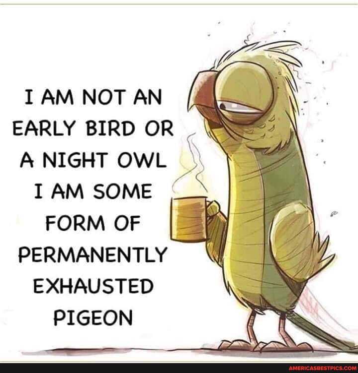I AM NOT AN EARLY BIRD OR A NIGHT OWL I AM SOME FORM OF II PERMANENTLY EXHAUSTED PIGEON