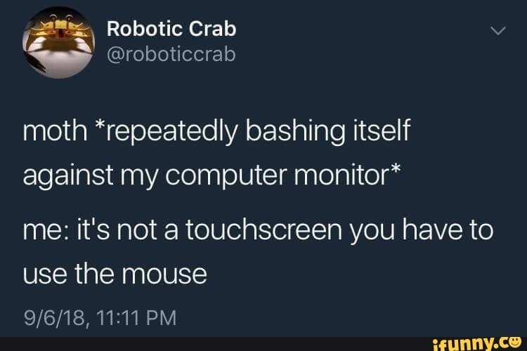 Moth *repeatedly bashing itself against my computer monitor* me: it's ...