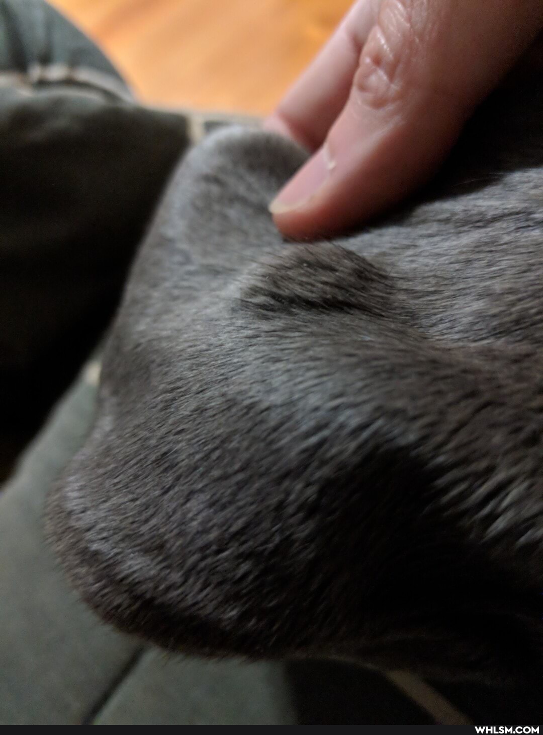 help_needed, advice_animals, lump, puppy