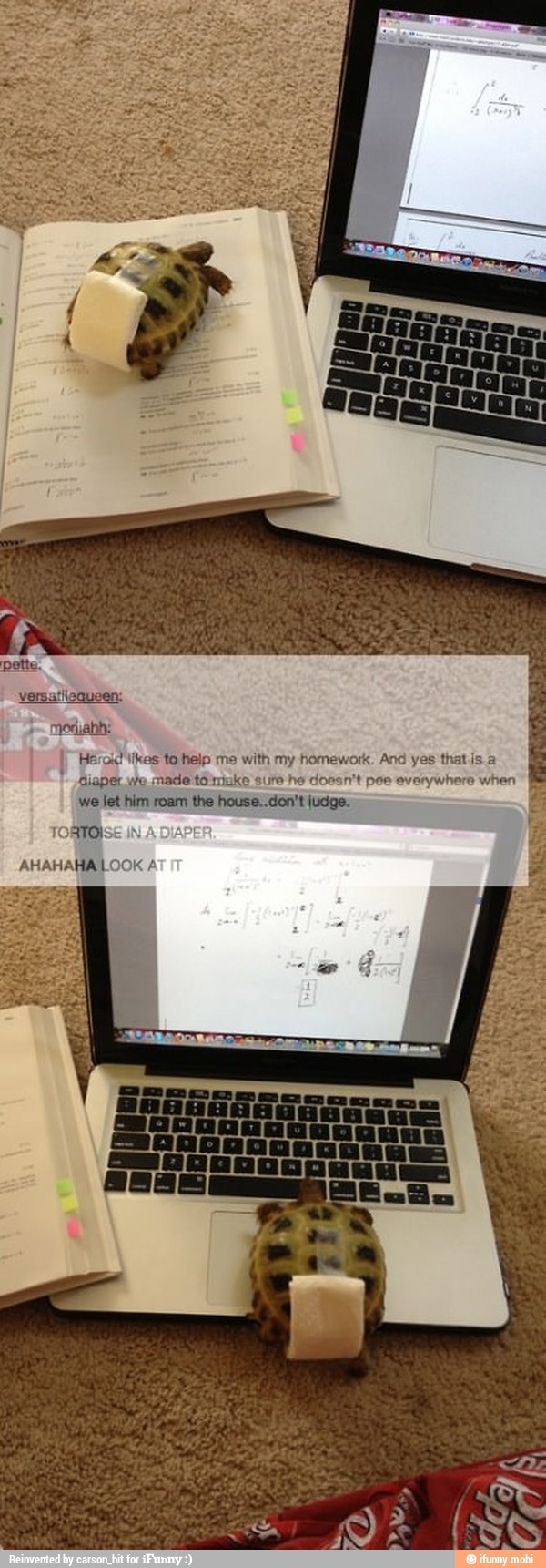 Héroid likes to help me with my homework. And yes thatis a
"diaper we made té'muke sure he doesn't pee everywhere when
we let him roam the house..don't judge.
TORTOK
AHAHAHALOOK A