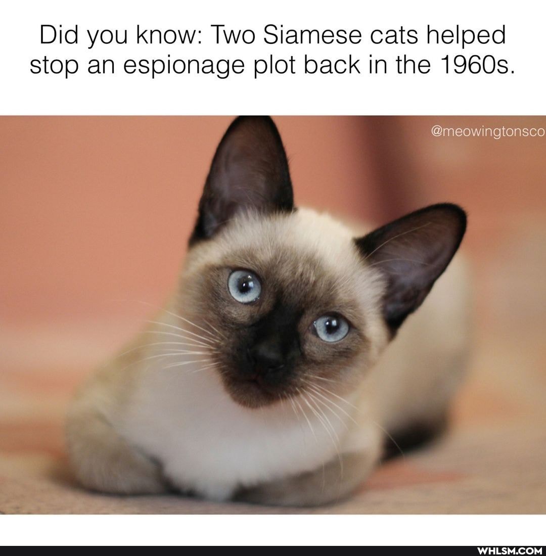 Did you know: Two Siamese cats helped stop an espionage plot back in the 1960s.
@meow ngtonsco