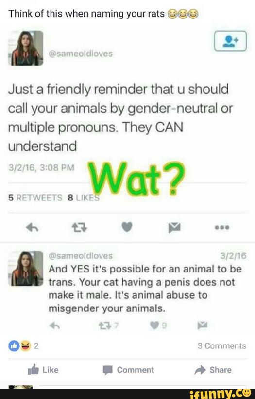 Think of this when naming rats @@@
Just a friendly reminder that u should
call your animals by gender-neutral or
multipte pronouns. They CAN
understand
n sa-ncmvlmwa m m . And YES it's possible for an animal to be
trans. Your cat having a penis does not
make it male. It's animal abuse m
misgender your animals.