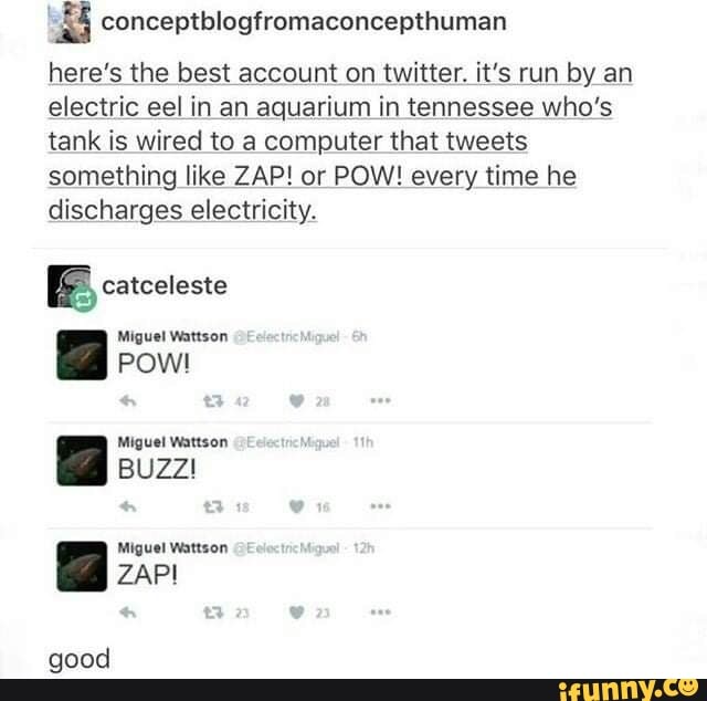 3 conceptblogfromaconcepthuman
here's the best account on twitter. it's run by an
electric eel in an aquarium in tennessee who's
tank is wired to a computer that tweets
something like ZAP! or POW! every time he
discharges electricity.
E catceleste
Miguel Wattson
POW!
Miguel Watson
BUZZ!
Miguel Wattson
good