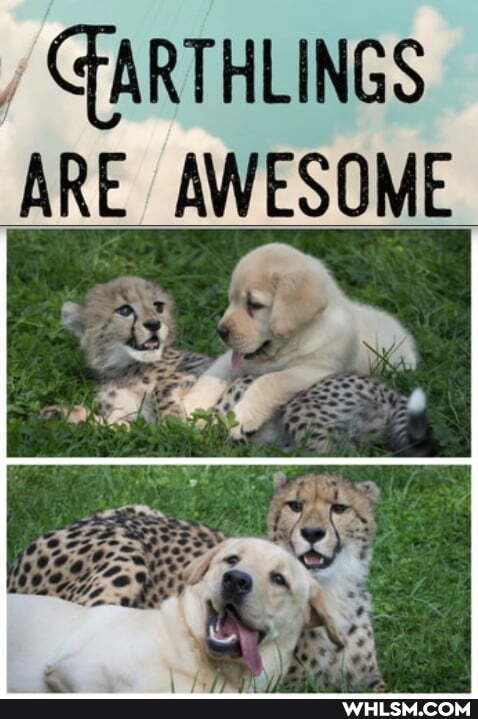 GARTHLINGS
ARE_ AWESOME