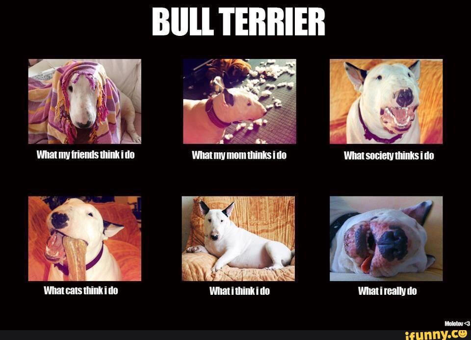 We'Re Currently Down To One, But For Ten Years We Were Owned By Two Bull  Terrier Princesses, And I Kept An Album Of Funny Bullie Memes As I Found  Them. I Hope
