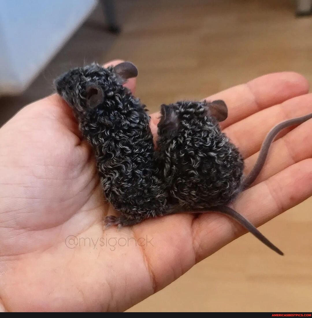 Have you ever seen curly mice? Tell us which one is your favorite ...